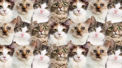 Zeka testi: Kedilerin arasnda kalan civciv nerede? Trkiye'de 675 kii denedi 12'si buldu