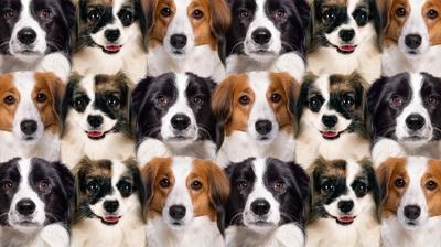 Zeka testi: Kpeklerin iinde olan sakl kedi nerede? 1720 kiiden 21'i baarl oldu