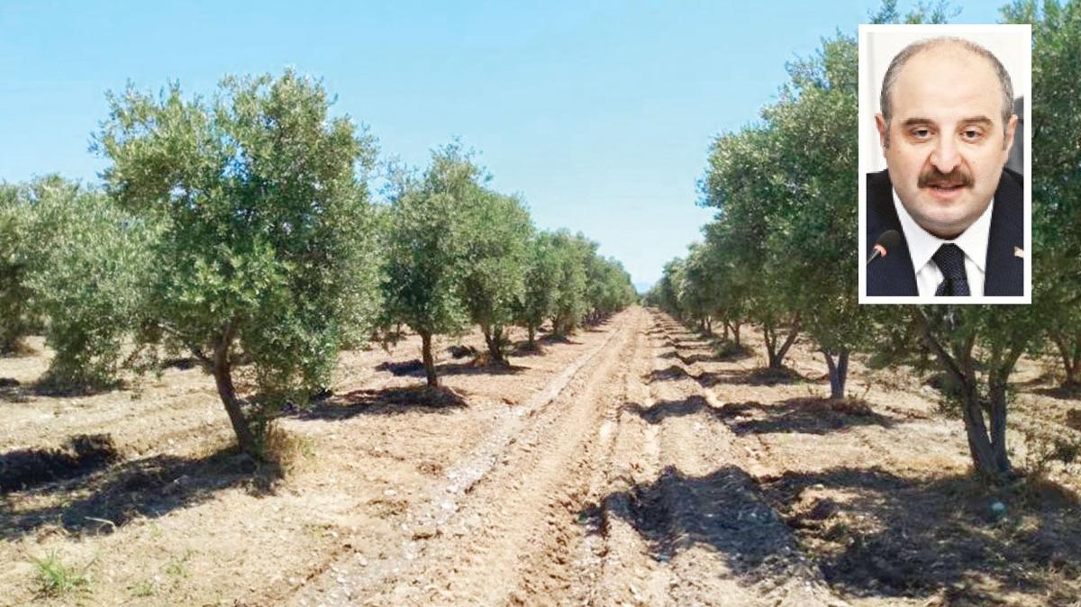 Tanan zeytinlik iin iki kat fidan art... Endieler meclis'te giderildi