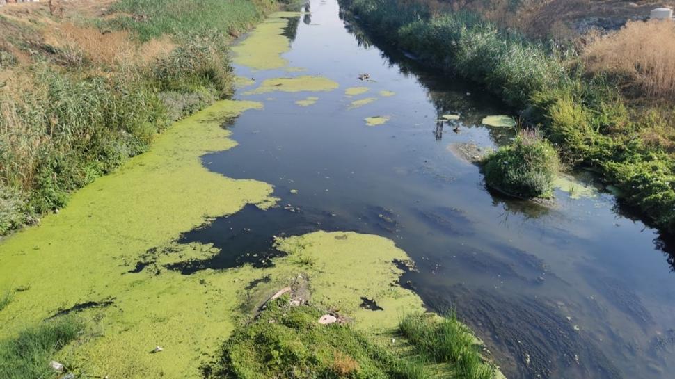 Krklareli'de kuraklk krizi! Lleburgaz Deresi'nin yzeyi yosunla kapland