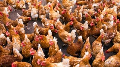 Zeka testi: Tavuklarn iindeki sakl civciv nerede? 870 kii denedi 19'u baarl oldu