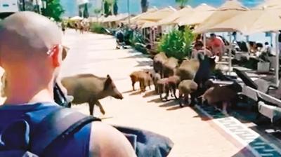 Plajda domuz rezaleti! Marmaris'te turizme darbe