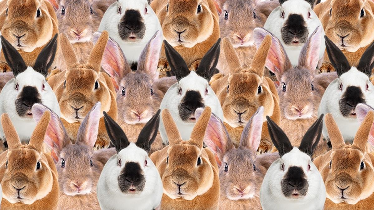 optik illzyon zeka tavan rdek test fotoraflar resimleri