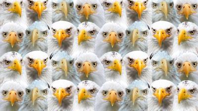 Zeka testi: Kartallarn iinde kalan tavuk nerede? Tam 1000 kii arad 21'i buldu