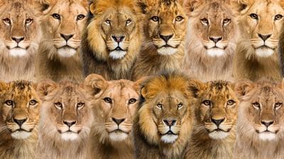 Zeka testi: Aslanlarn iindeki sakl civciv nerede? Tam 562 kii denedi, 17'si baarl oldu