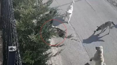 Bursa'da korku dolu sabah! Babo kpekler gen kadna saldrd