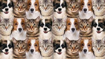 Zeka testi: Kedi ve kpeklerin arasnda kalan kartal nerede? 725 kiiden 21'i baarl oldu