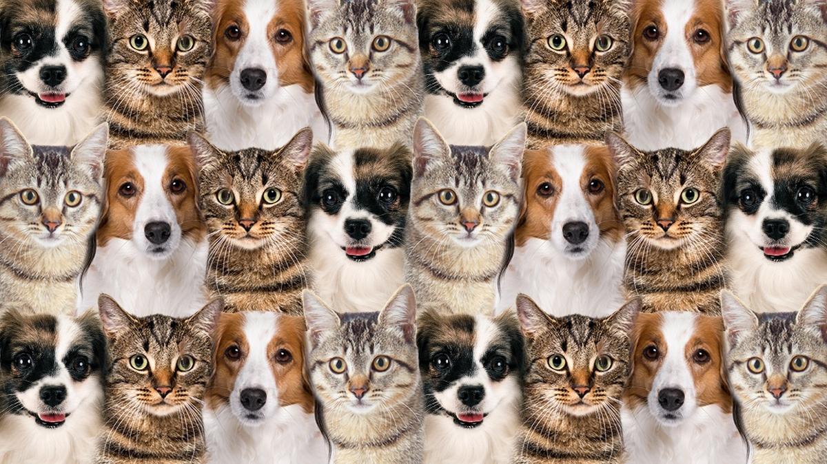 optik illzyon zeka kedi kpek kartal test fotoraflar resimleri