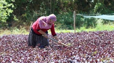 Malatya'da bol bol yetiiyor, kilosu 1500 TL! Kalp, damar ve kolesterol iin ila