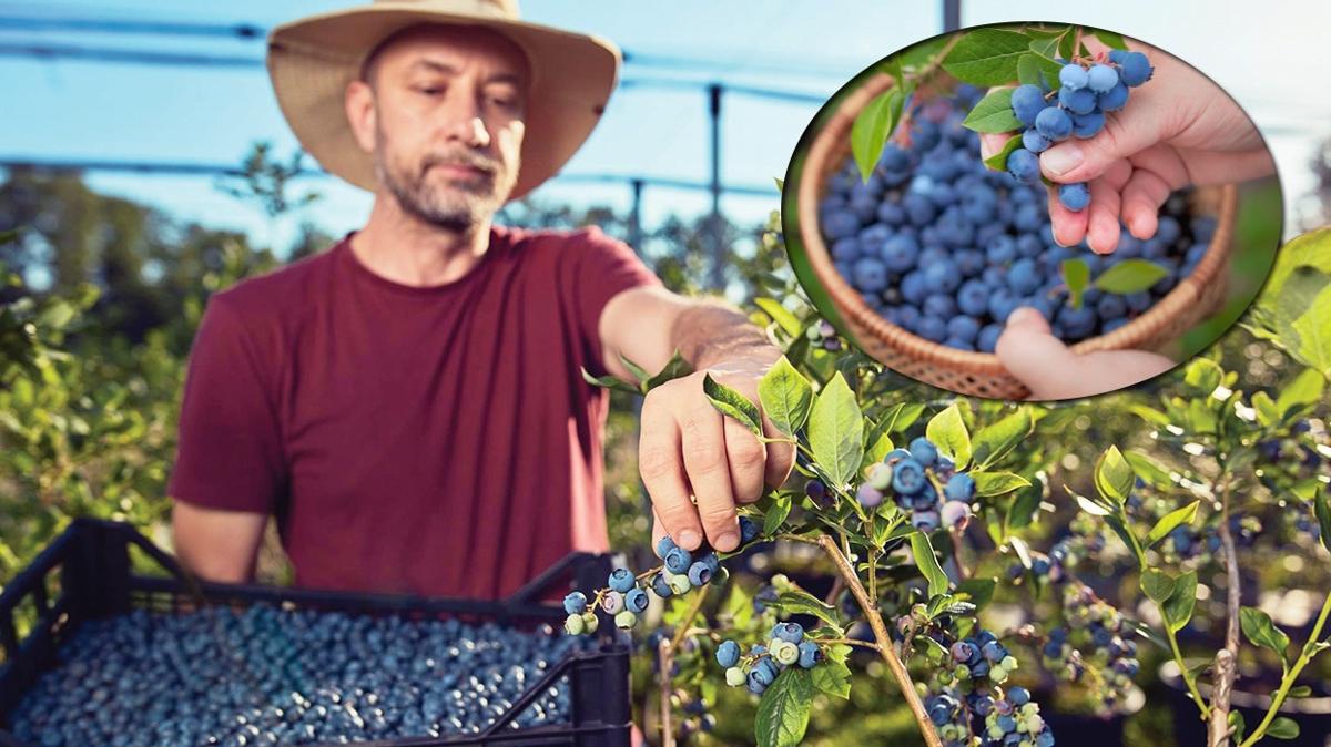 giriim giriimci bahar okyar ehirli dijital tarm retim yaban mersini zeytinlik fotoraflar resimleri