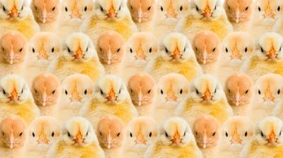 Zeka testi: Civcivlerin arasnda kalan tavan nerede? 1210 kii denedi, 51'i baarl oldu