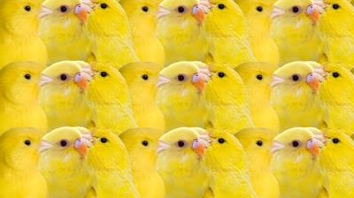 Zeka testi: Kanaryalarn iindeki civciv nerede? Sadece zekiler 9 saniyede buluyor