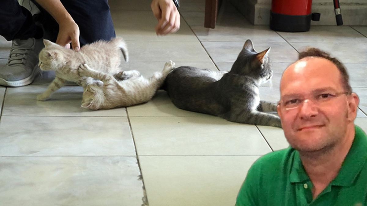 Kedi ty akcier kanseri kedi fotoraflar resimleri