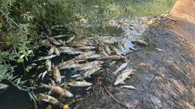 Bartn'da toplu balk lmleri: nceleme balatld