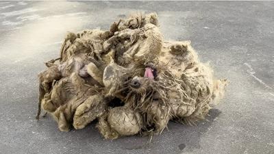 Mucize kurtulu! zleyenleri gzyalarna bodu