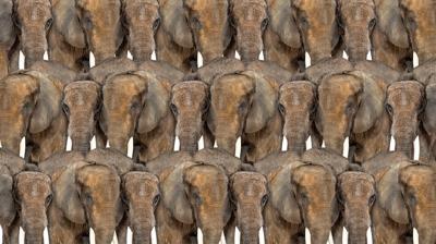 Zeka testi: Fillerin iinde kalan gizli kedi nerede? 990 kii denedi 27'si baarl oldu