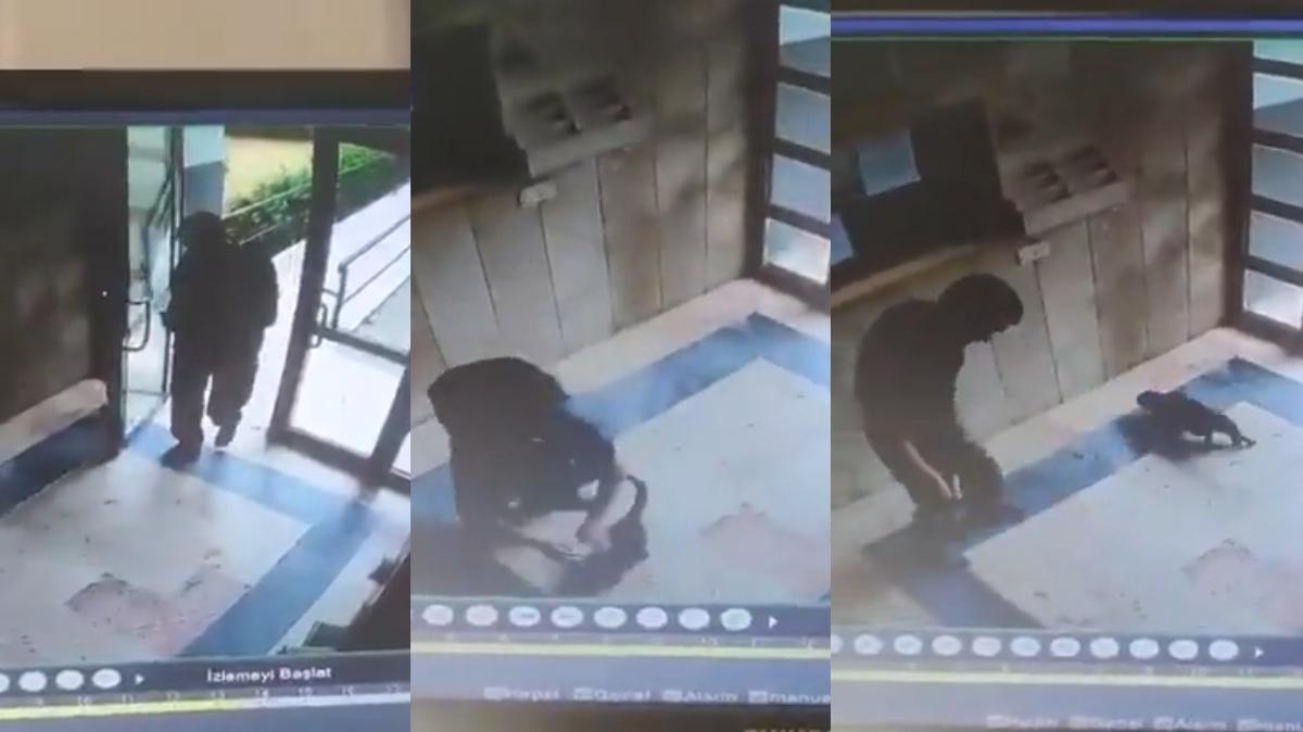Baakehir kedi iddet fotoraflar resimleri