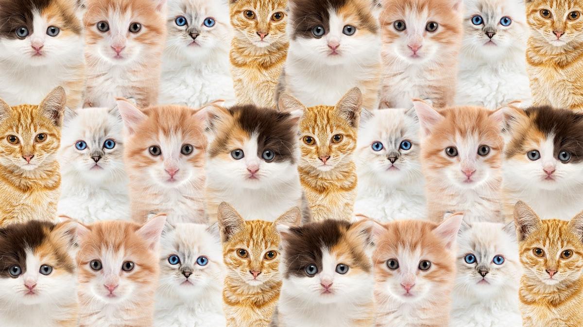 zeka optik illzyon minik kedi yavru kpek test fotoraflar resimleri