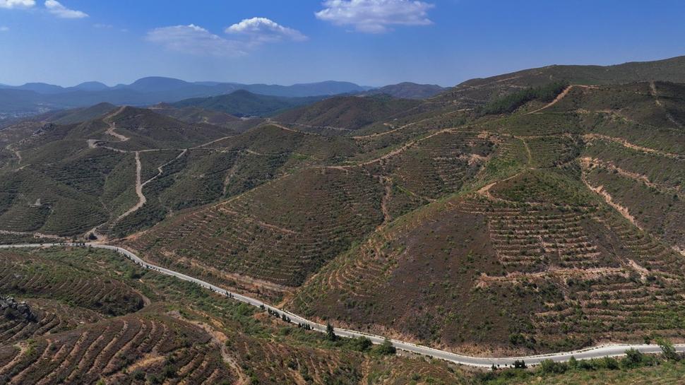 zmir'de 6 yl nce yanan ormanlk alana dikilen fidanlar 2 metreye ulat