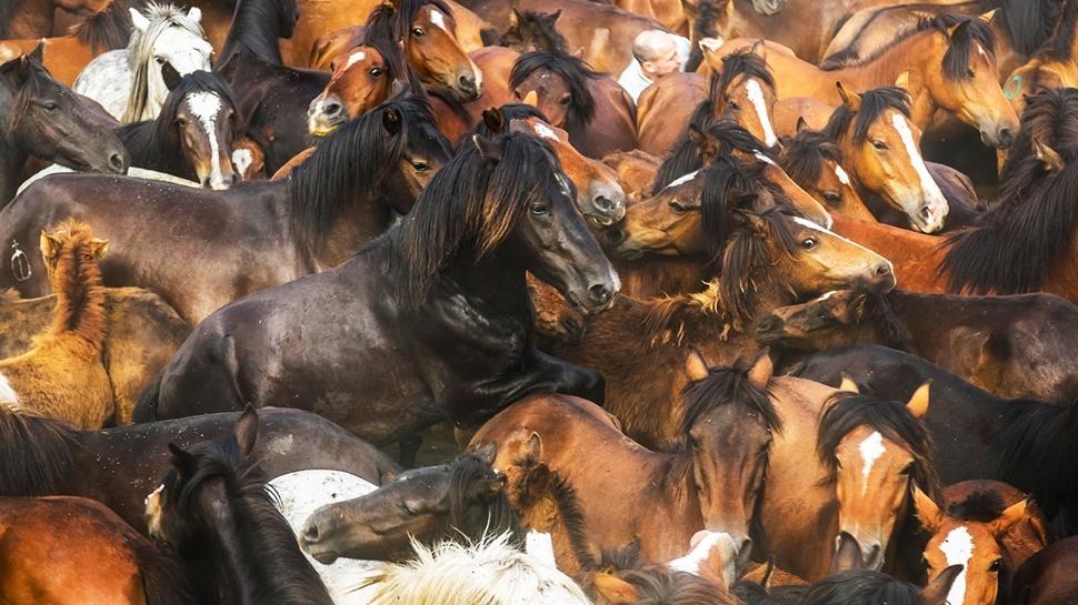 Zeka testi: Atlarn arasndaki gizli aslan nerede? 539 kiiden 12'si baarl oldu