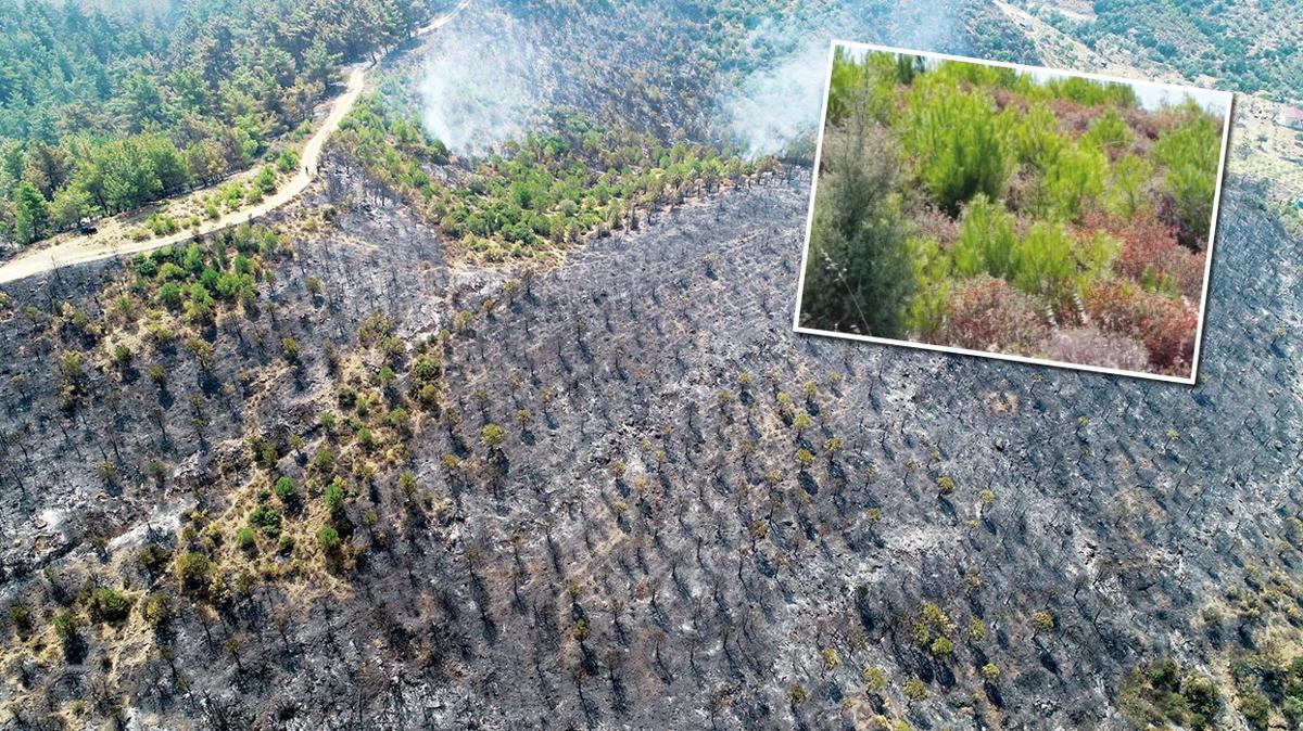izmir karabalar orman yangn aalandrma fotoraflar resimleri
