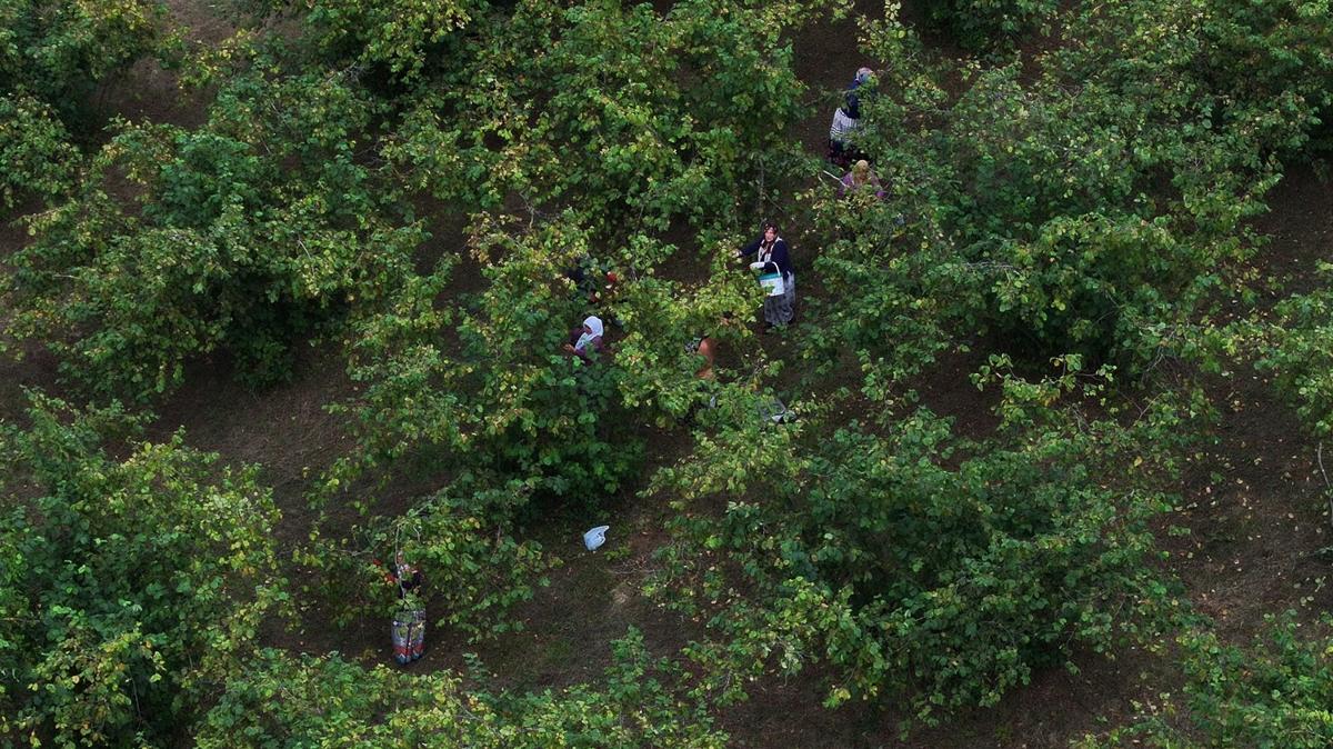 Trabzon Fndk Giresun fotoraflar resimleri