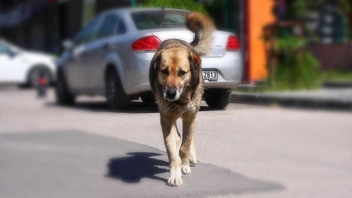 orum Sahipsiz kpek saldr fotoraflar resimleri