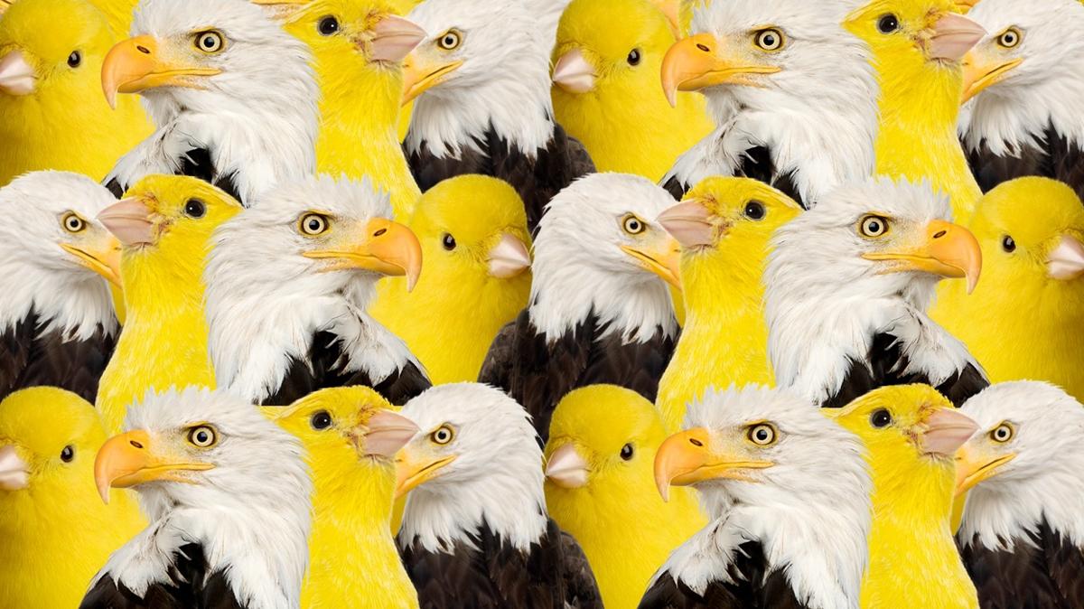 optik illzyon zeka kartal civciv kedi test fotoraflar resimleri