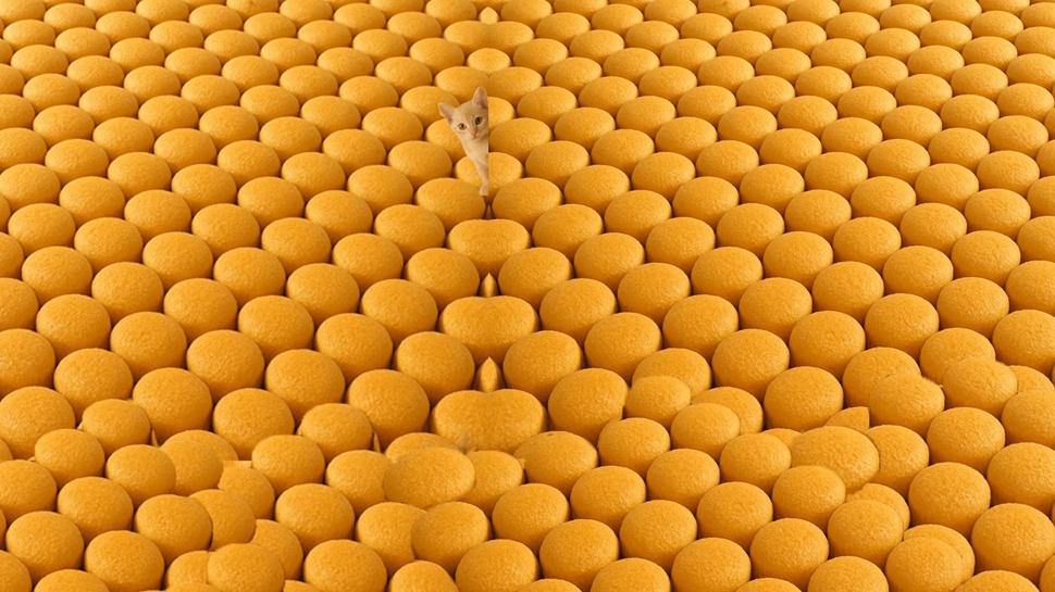 Zeka testi: Keklerin arasındaki 2. Kedi nerede? 100 kişiden sadece 13'ü görebildi