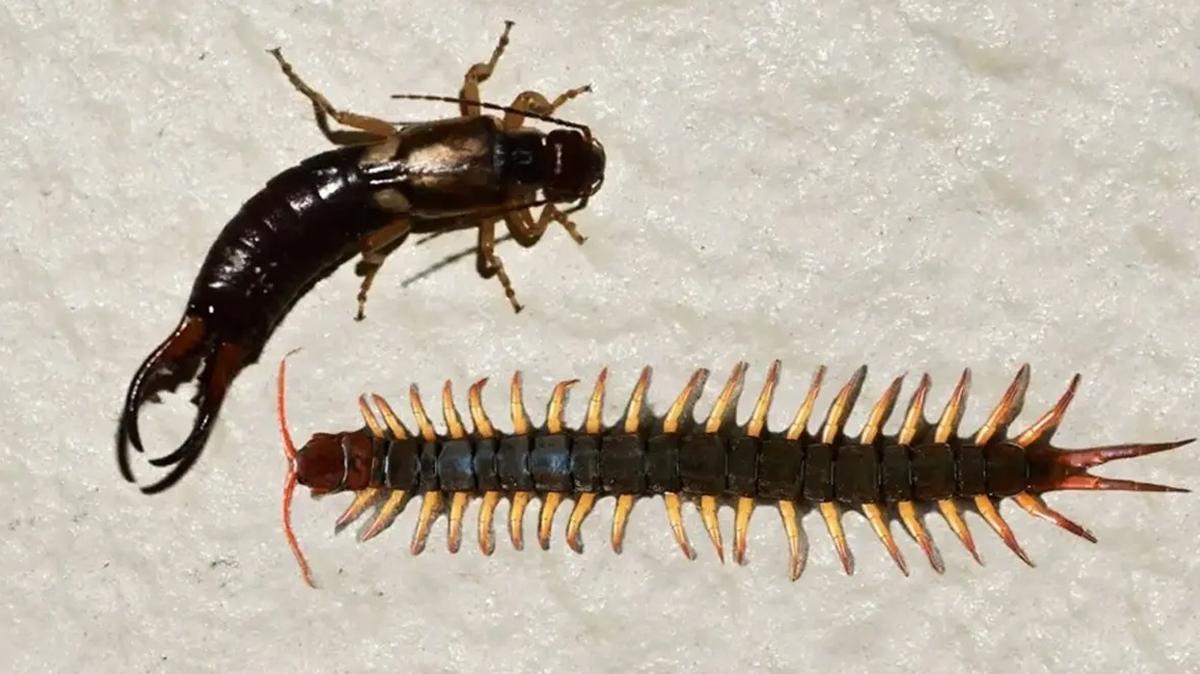 krkayak kulaakaan haere bcek fotoraflar resimleri