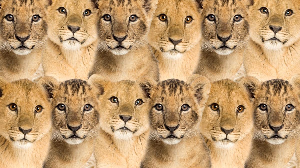 optik illzyon zeka aslan kedi test fotoraflar resimleri
