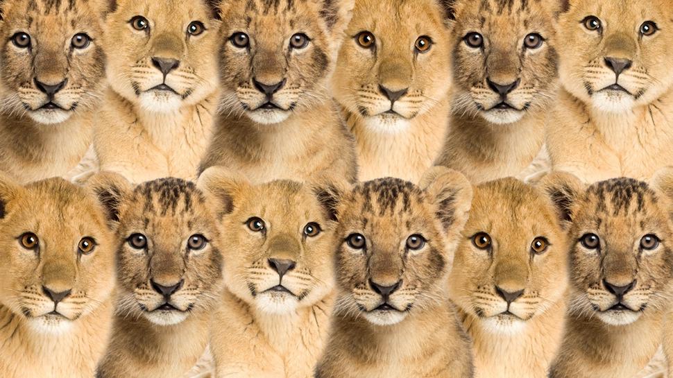 Zeka testi: Aslanlarn arasnda kalan kedi nerede? 710 kii arad, 21'i baarl oldu