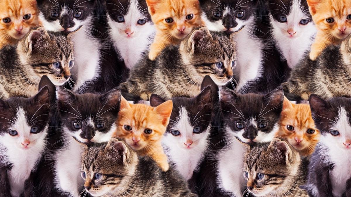 optik illzyon zeka yavru kedi civciv test fotoraflar resimleri
