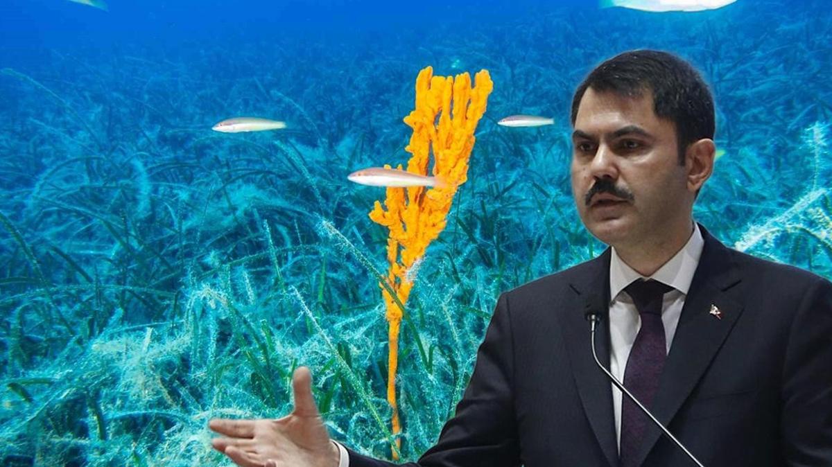 Marmara Denizi  pina midyeleri  evresel temizlik fotoraflar resimleri