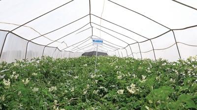 25 yllk alma sonu verdi! Erzurum'da iki yeni yerli patates
