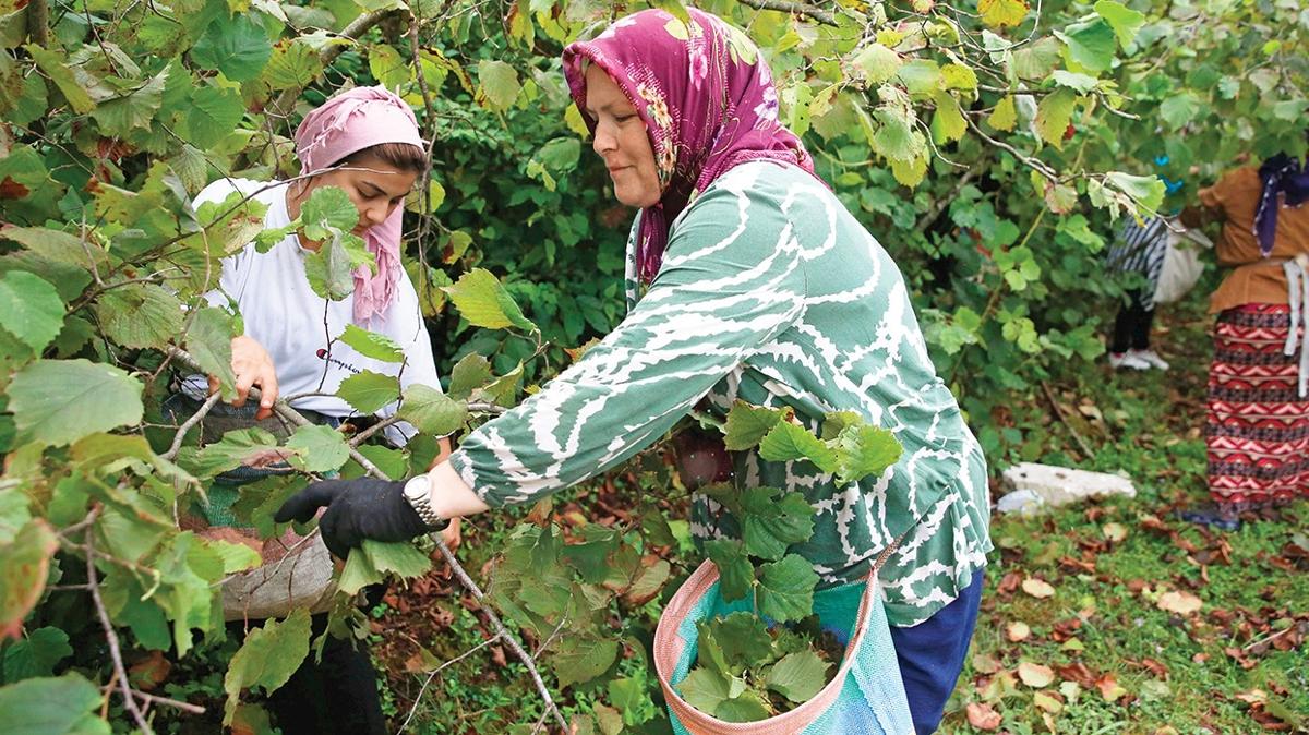 toprak mahsulleri ofisi tmo ahmet gldal fndk rekolte fotoraflar resimleri