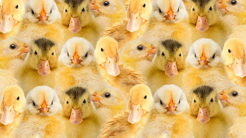 Zeka testi: Civciv ve rdeklerin iinde kalan yavru kedi nerede? 825 kiiden 17'si buldu