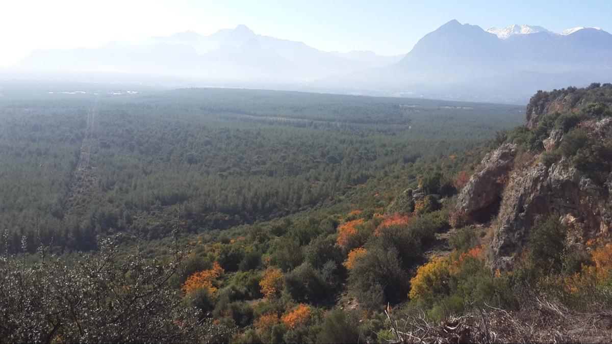 orman fidan seimi iklim toprak raki gne zgn aalandrma fotoraflar resimleri