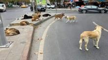 Valilik aklad! stanbul'daki sokak kpekleri iin yeni karar!