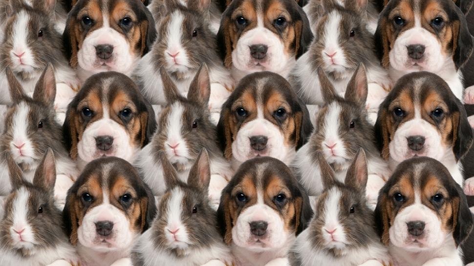Zeka testi: Tavan ve kpeklerin iinde kalan kedi nerede? 815 kiiden 12'si baarl oldu