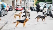 Okullar almadan kpekleri toplayn... stanbul Valilii'nden belediyelere talimat