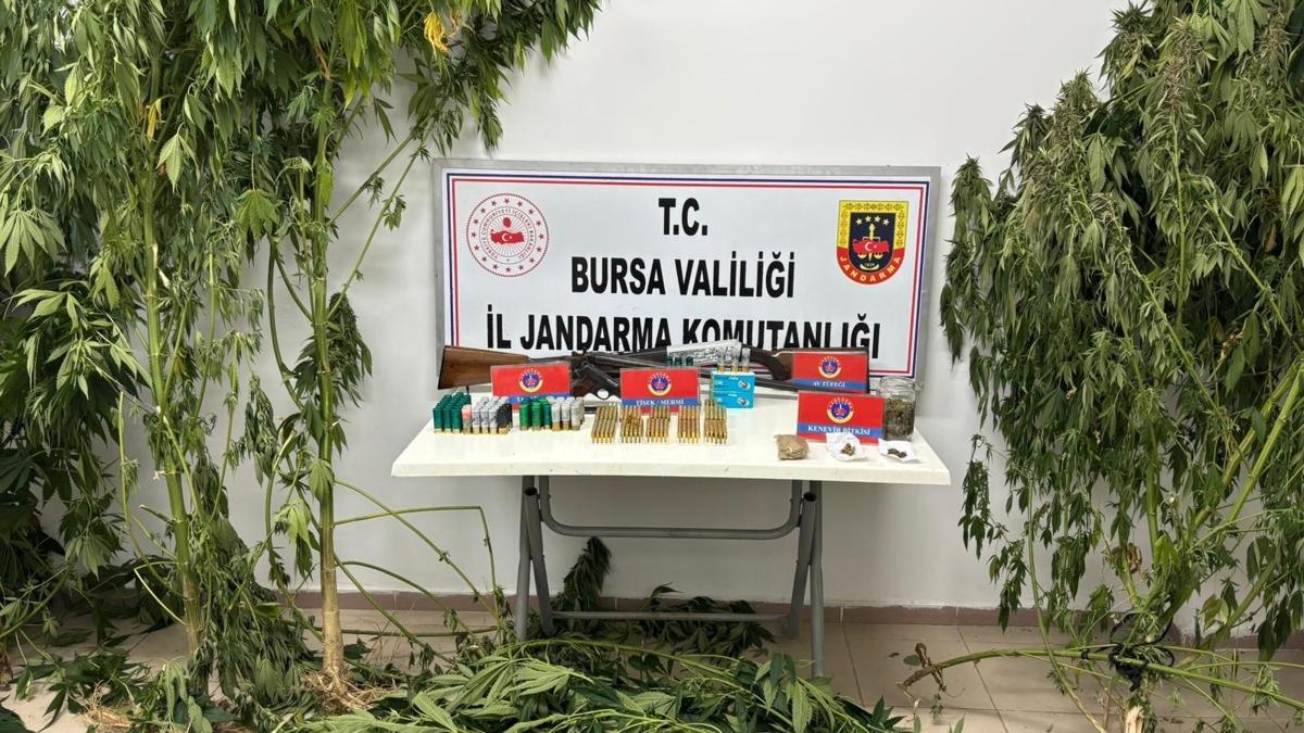 uyuturucu operasyonu  kenevir bitkileri  silah ele geirildi fotoraflar resimleri