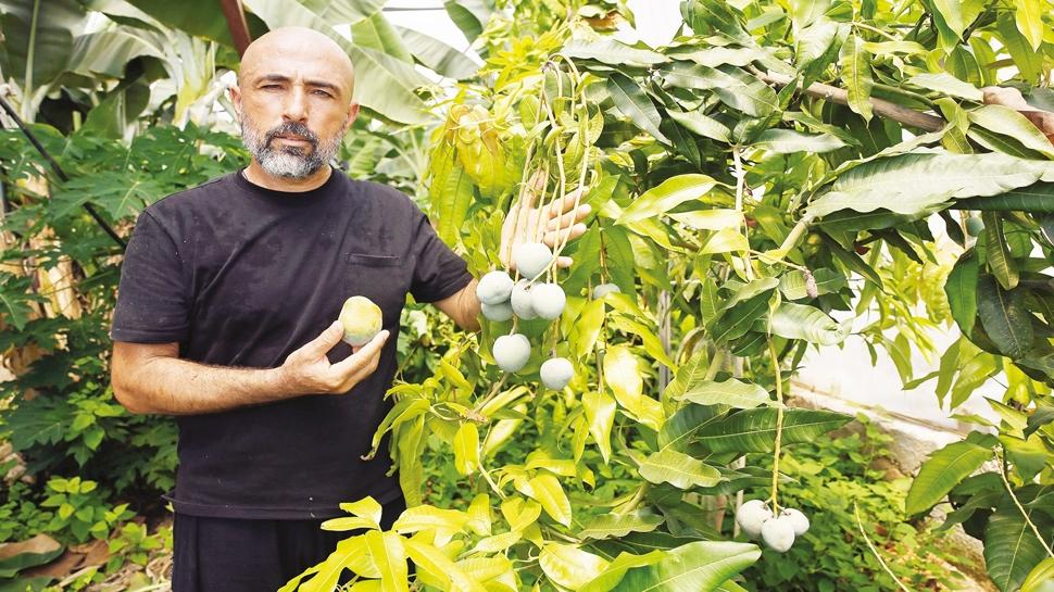 Alanya'da tropikal meyve üretimi arttı