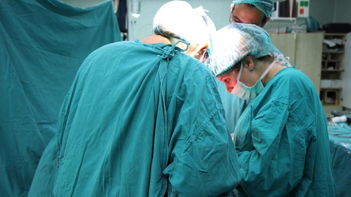 genetik deiimli domuz organ nakli organ gelitirme fotoraflar resimleri