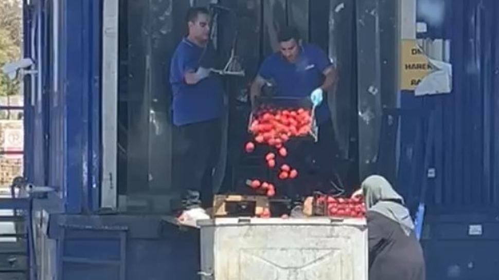 Domateslerin çöpe dökülmesinde gerçek bambaşka çıktı! Bakanlık inceleme sonucunu açıkladı