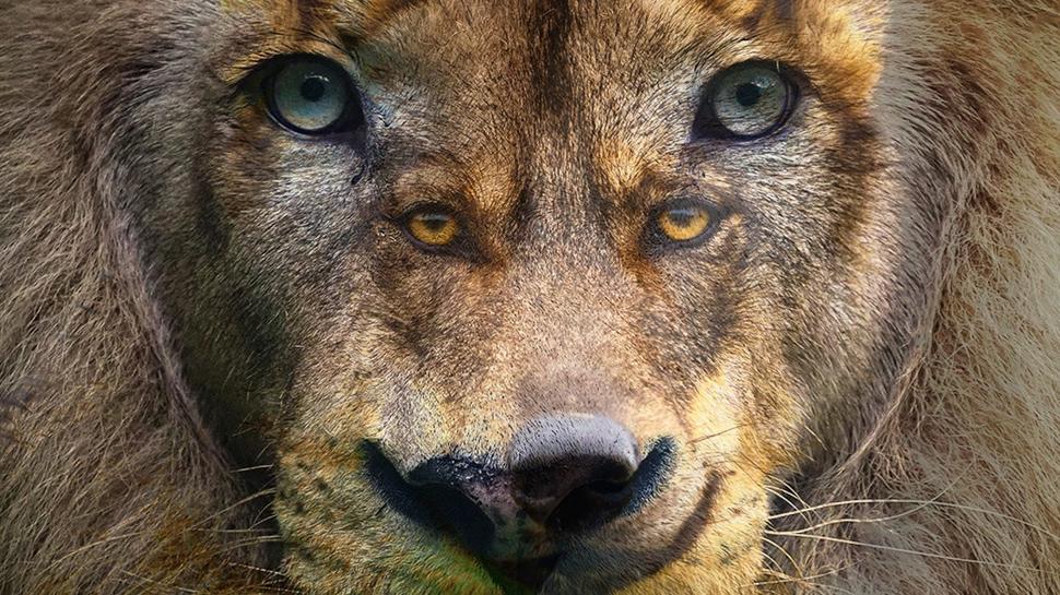 Kişilik testi: Aslan mı gördün kurt mu? Seç ve nasıl bir lider olursun öğren