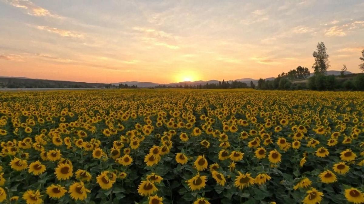Gmrk vergileri yalk ayiei tohumu ithalat fotoraflar resimleri