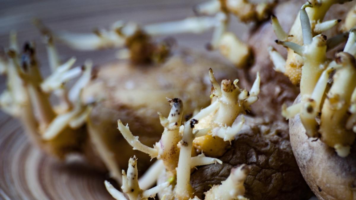 patates salk meyve fotoraflar resimleri