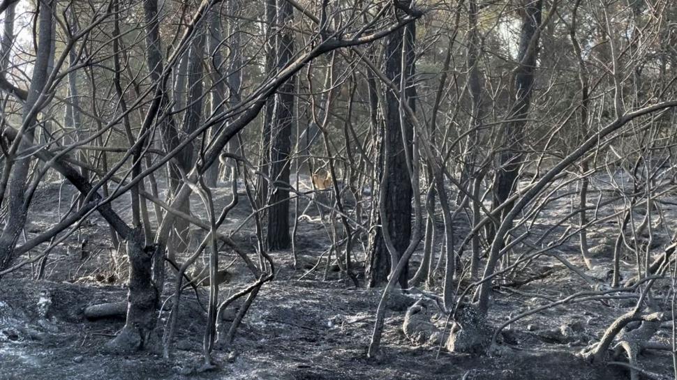 Çanakkale'de acı bilanço: 118 orman yangınında 7 bin 39 hektar alan yandı