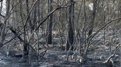 anakkale'de ac bilano: 118 orman yangnnda 7 bin 39 hektar alan yand